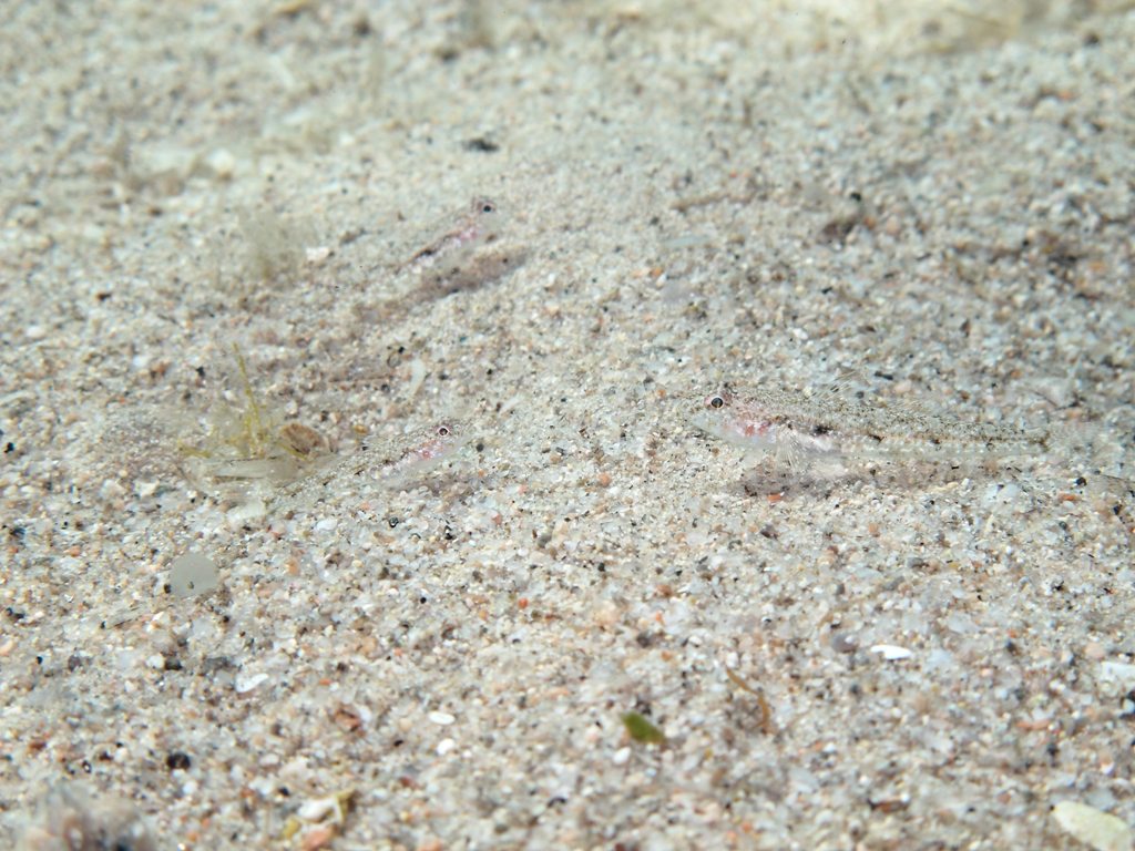 Deltentosteus quadrimaculatus (Valenciennes, 1837)